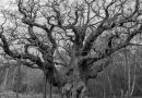 Major Oak’s Silent Season Stirs Memories as Generations Reflect on Sherwood Forest Landmark