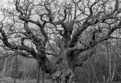 Major Oak’s Silent Season Stirs Memories as Generations Reflect on Sherwood Forest Landmark