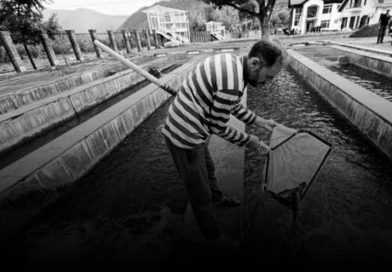 From Colonial Experiment to Cold-Water Enterprise: Kashmir’s Trout Industry Faces Its Next Test