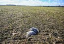 Philippines Confirms H5N1 Bird Flu Outbreak in Backyard Poultry