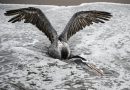 New Zealand Confirms First H5N1 Case in Wild Seabird